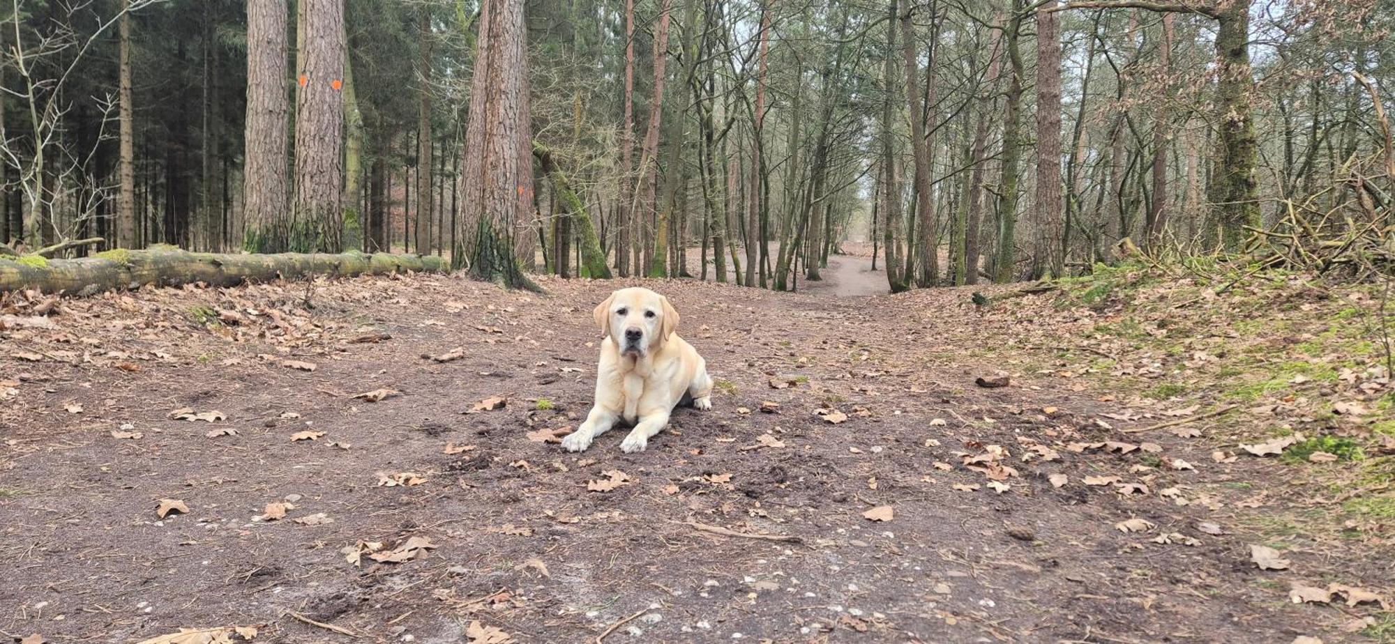 Het Veluwse Boshuisje Knus Chalet Met Omheinde Tuin Op De Veluwe Гундерло Екстер'єр фото
